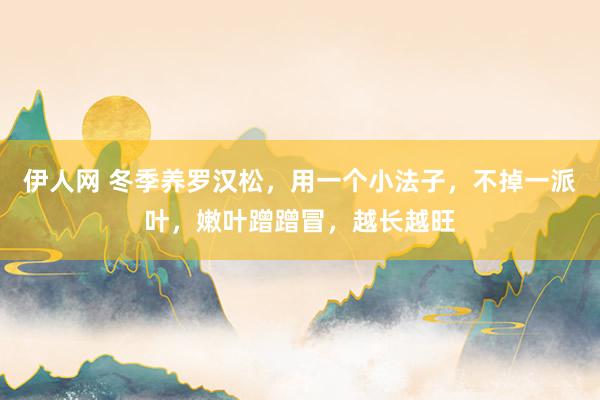 伊人网 冬季养罗汉松，用一个小法子，不掉一派叶，嫩叶蹭蹭冒，越长越旺